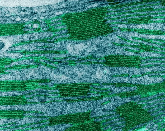 Framed Print : Chloroplast in Corn Leaf Cell, TEM Framed Print : Chloroplast in Corn Leaf Cell, TEM