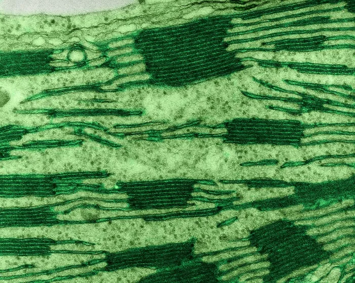 Framed Print : Chloroplast in Corn Leaf Cell, TEM Framed Print : Chloroplast in Corn Leaf Cell, TEM