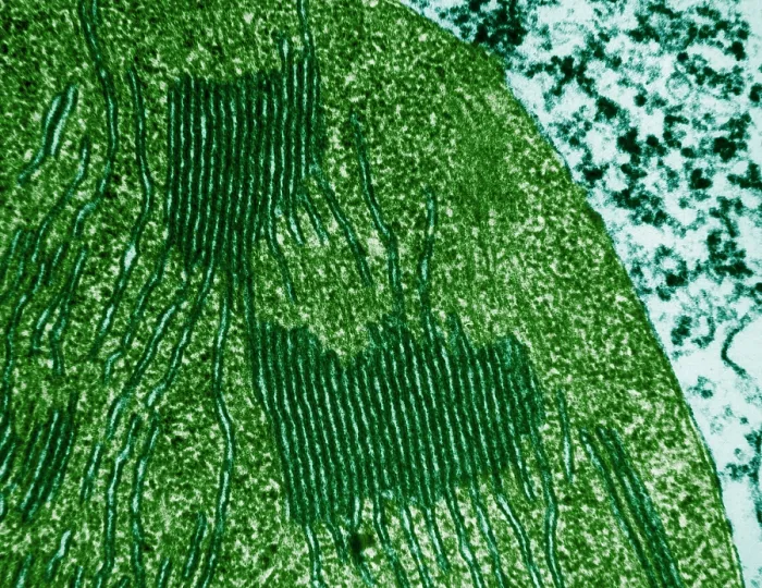 Framed Print : Chloroplasts in Tomato Leaf Cell, TEM Framed Print : Chloroplasts in Tomato Leaf Cell, TEM
