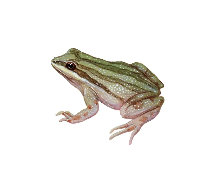 Framed Print : Chorus Frog Framed Print : Chorus Frog