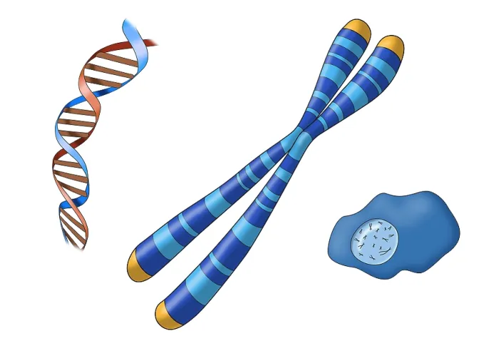 Framed Print : Chromosome Structure and Location, Illustration Framed Print : Chromosome Structure and Location, Illustration