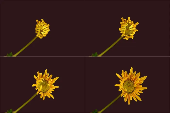 Framed Print : Chrysanthemum blooming sequence