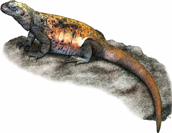 Framed Print : Chuckwalla Framed Print : Chuckwalla