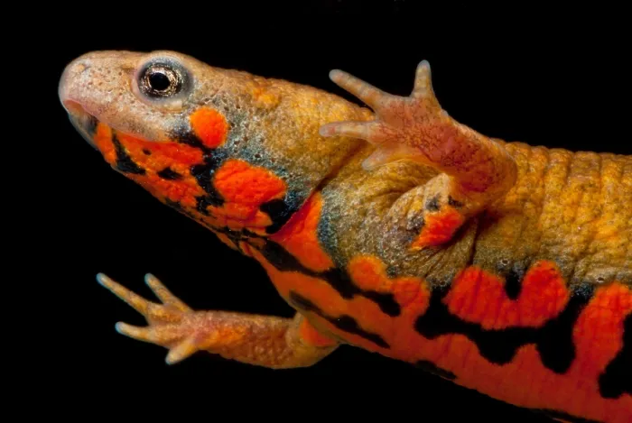 Framed Print : Chuxiong Fire Belly Newt Framed Print : Chuxiong Fire Belly Newt