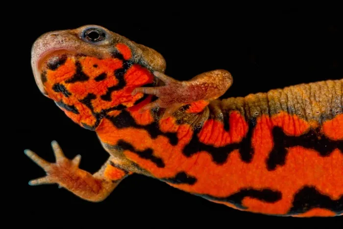 Framed Print : Chuxiong Fire Belly Newt Framed Print : Chuxiong Fire Belly Newt
