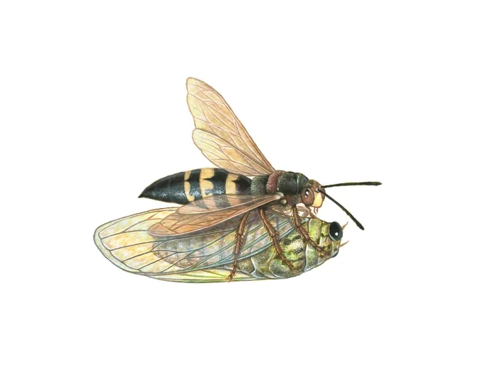 Framed Print : Cicada Killer Wasp (Sphecius speciosus) Framed Print : Cicada Killer Wasp (Sphecius speciosus)