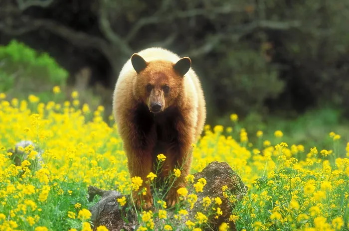 Framed Print : Cinnamon black bear