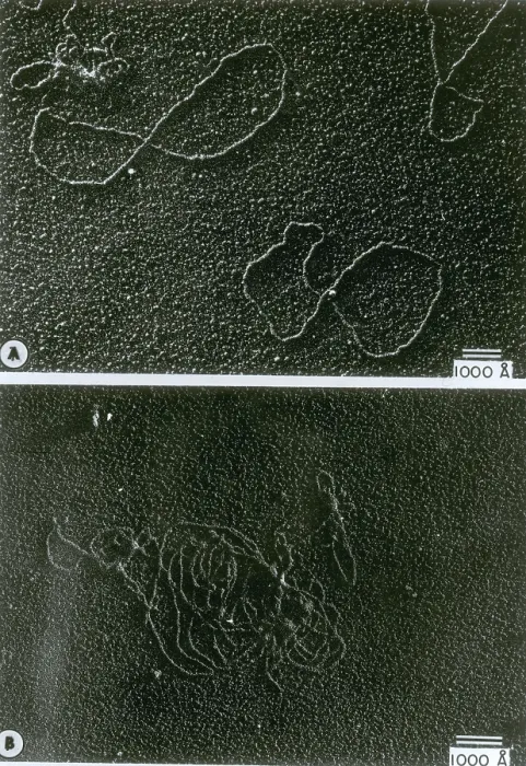 Framed Print : Circular DNA and Polymerase Reaction, TEM