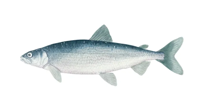 Framed Print : Cisco (Coregonus artedi) Framed Print : Cisco (Coregonus artedi)