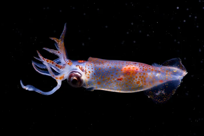 Framed Print : Clawed Armhook Squid Framed Print : Clawed Armhook Squid