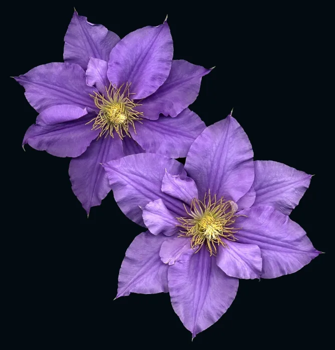 Framed Print : Clematis flowers