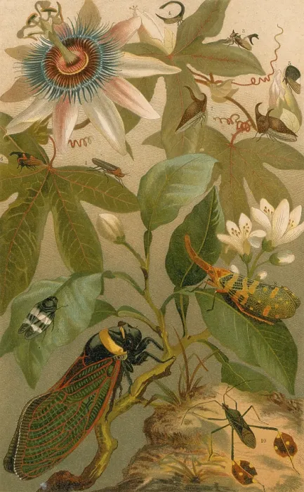 Framed Print : Clematis, Cicada and Beetles, 1894 Framed Print : Clematis, Cicada and Beetles, 1894