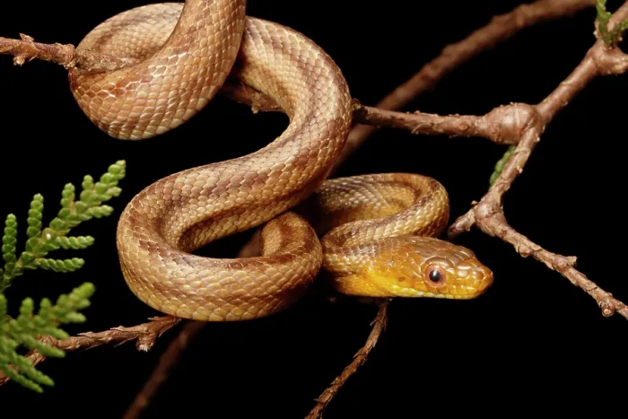 Framed Print : Climbing Yellow Rat Snake Framed Print : Climbing Yellow Rat Snake