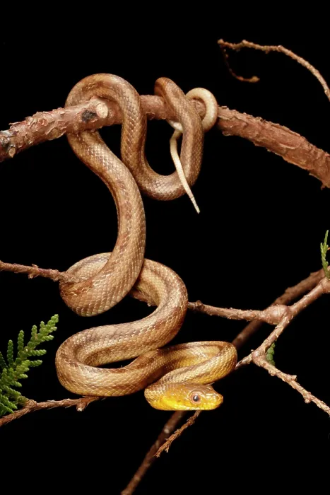 Framed Print : Climbing Yellow Rat Snake. Vertical Framed Print : Climbing Yellow Rat Snake. Vertical