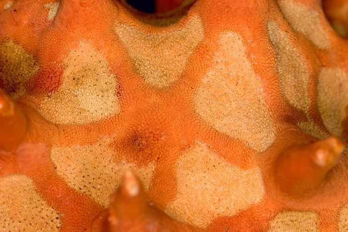 Framed Print : Close-up of skin of a Starfish Framed Print : Close-up of skin of a Starfish