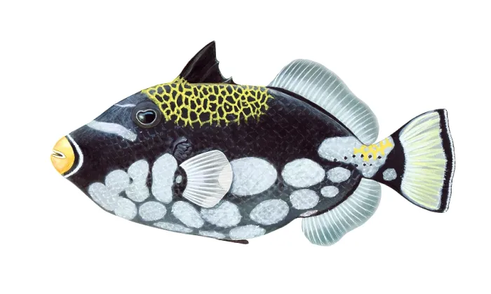 Framed Print : Clown Triggerfish (Balistoides conspicillum) Framed Print : Clown Triggerfish (Balistoides conspicillum)