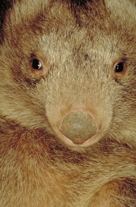 Framed Print : Coarse haired wombat, Australia
