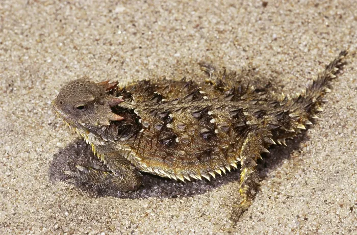 Framed Print : Coast Horned Lizard or Horny Toad Framed Print : Coast Horned Lizard or Horny Toad