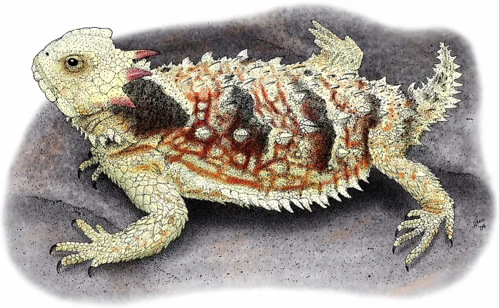 Framed Print : Coastal Horned Lizard