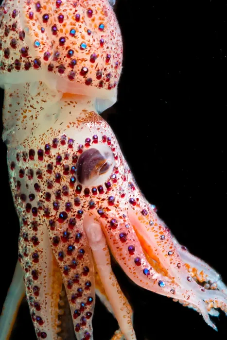 Framed Print : Cock-eyed Squid (Histoteuthis corona) Framed Print : Cock-eyed Squid (Histoteuthis corona)