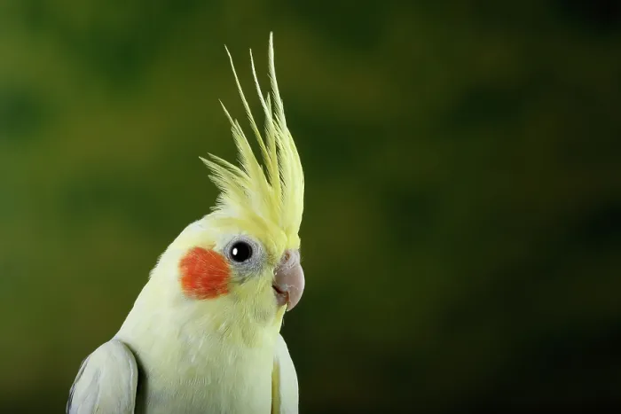 Framed Print : Cockatiel (Nymphicus hollandicus)