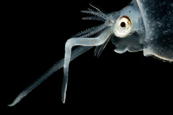 Framed Print : Cockatoo squid (Cranchia scabra)