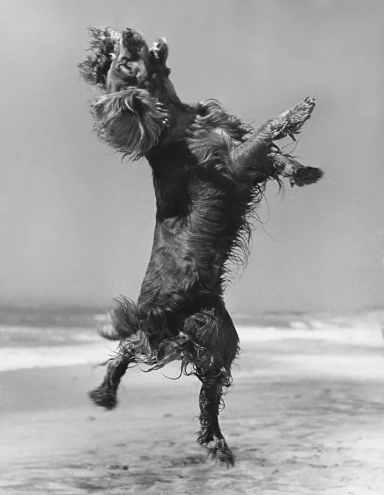 Framed Print : Cocker Spaniel Jumping