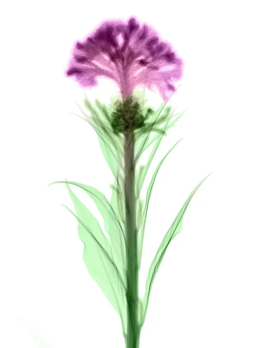 Framed Print : Cockscombs Flower, X-ray Framed Print : Cockscombs Flower, X-ray