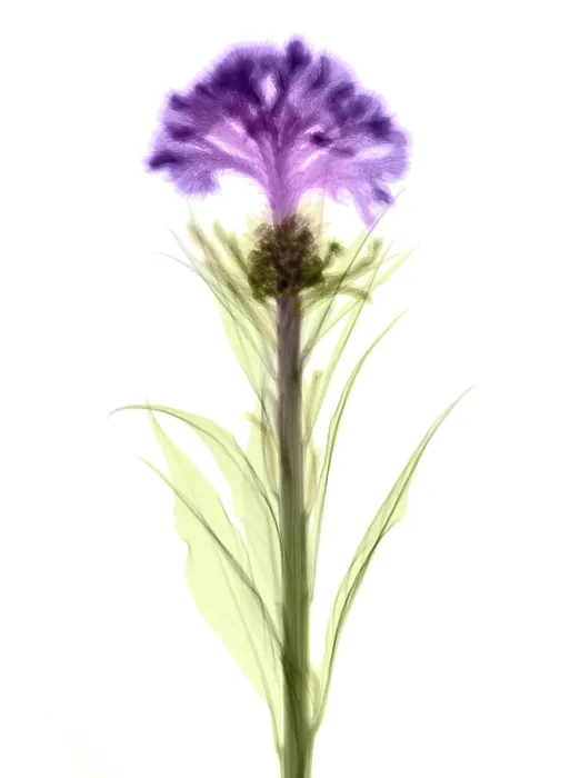 Framed Print : Cockscombs Flower, X-ray Framed Print : Cockscombs Flower, X-ray