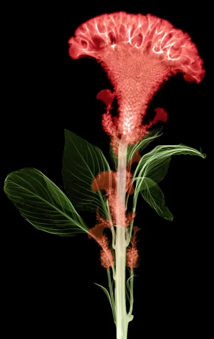 Framed Print : Cockscombs Flower, X-ray