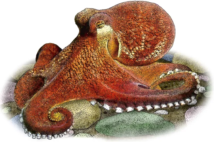 Framed Print : Coconut Octopus Framed Print : Coconut Octopus