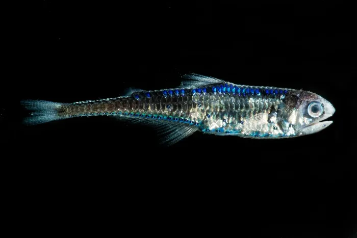 Framed Print : Coco's Lanternfish (Gonichthys cocco)