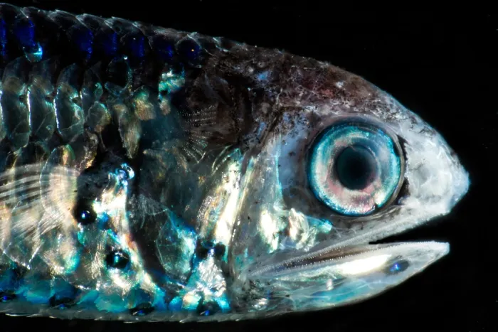 Framed Print : Coco's Lanternfish (Gonichthys cocco) Framed Print : Coco's Lanternfish (Gonichthys cocco)
