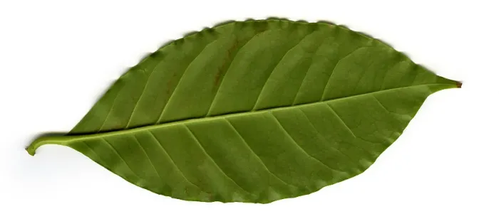 Framed Print : Coffee Leaf (Coffea sp.), underside Framed Print : Coffee Leaf (Coffea sp.), underside