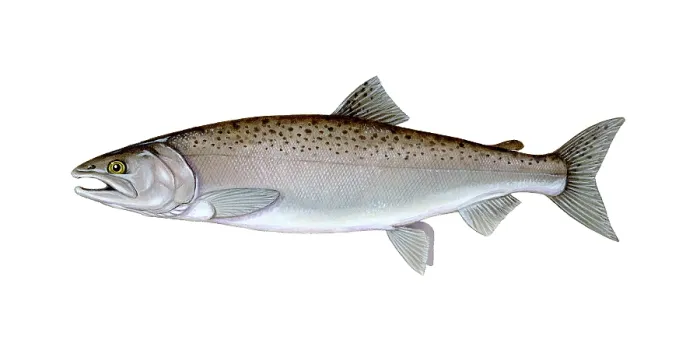 Framed Print : Coho Salmon Framed Print : Coho Salmon