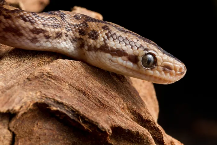 Framed Print : Colombian Rainbow Boa (Epicrates maurus)