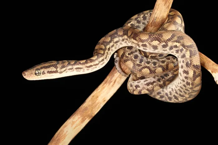 Framed Print : Colombian Rainbow Boa (Epicrates maurus) Framed Print : Colombian Rainbow Boa (Epicrates maurus)