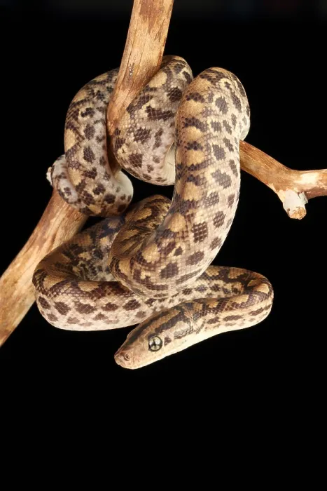 Framed Print : Colombian Rainbow Boa (Epicrates maurus) Framed Print : Colombian Rainbow Boa (Epicrates maurus)