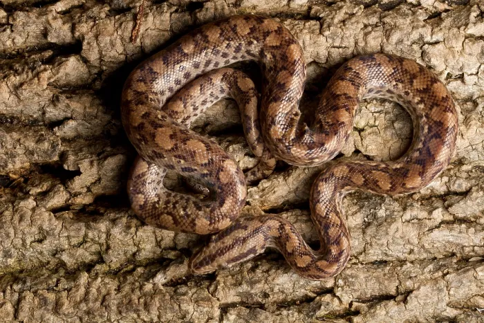 Framed Print : Colombian Rainbow Boa on tree bark Framed Print : Colombian Rainbow Boa on tree bark