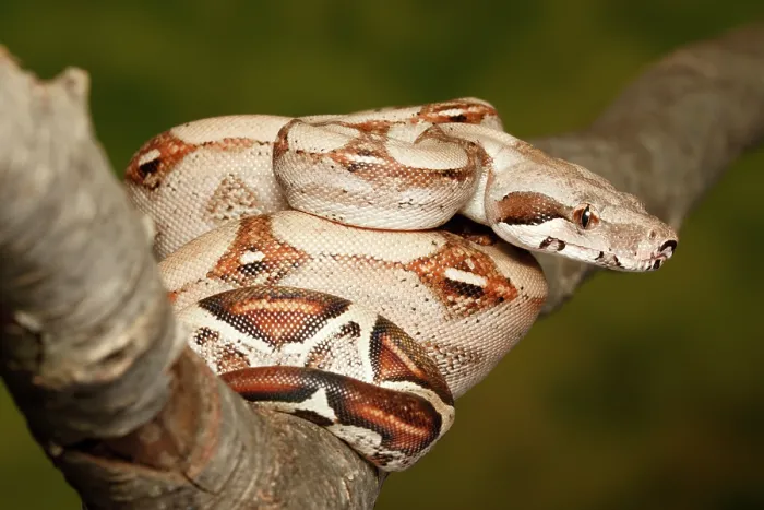 Framed Print : Colombian Red Tail Boa Constrictor sitting on branch