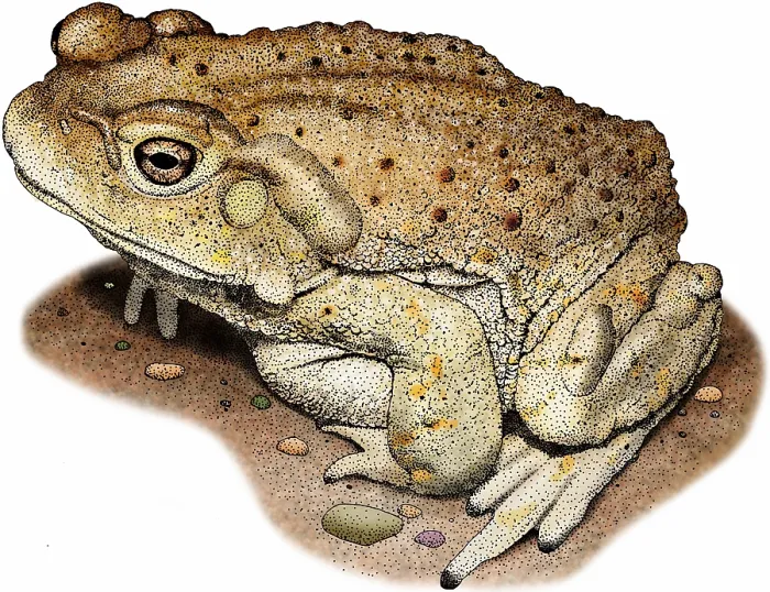 Framed Print : Colorado river toad Framed Print : Colorado river toad