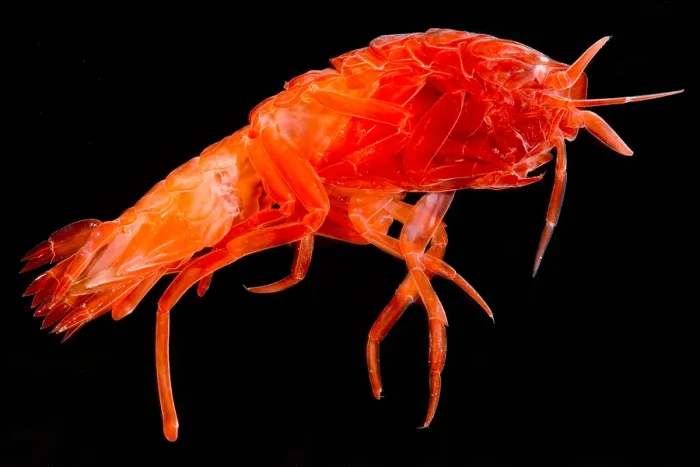 Framed Print : Colorful Amphipod Framed Print : Colorful Amphipod