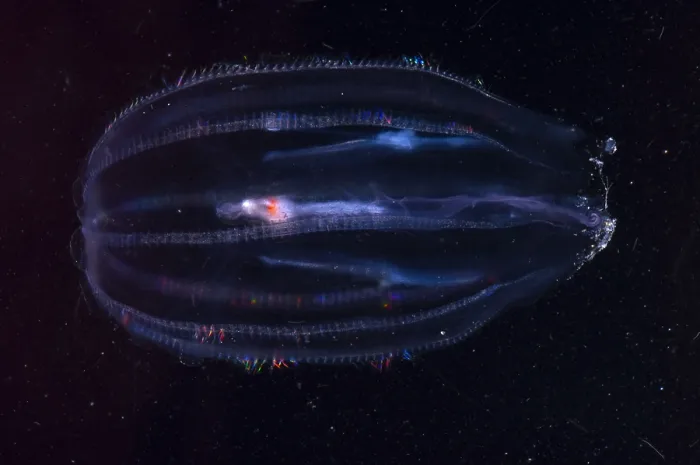 Framed Print : Comb Jelly