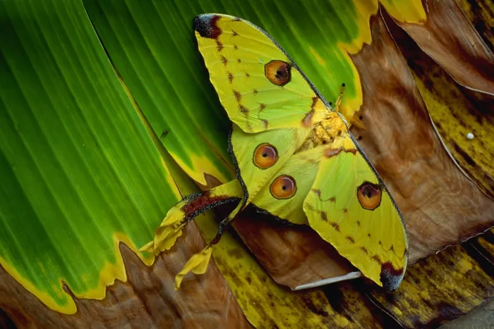 Framed Print : Comet moth Framed Print : Comet moth