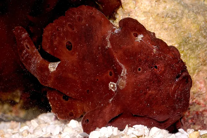 Framed Print : Commerson's Frogfish Framed Print : Commerson's Frogfish