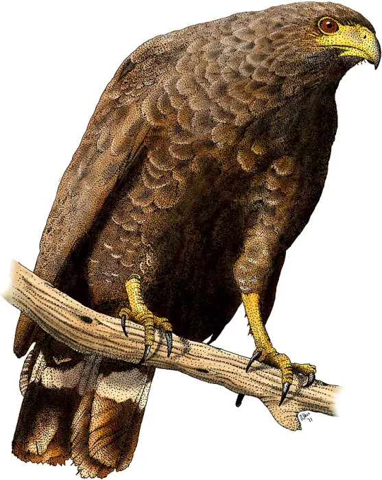 Framed Print : Common Black Hawk Framed Print : Common Black Hawk