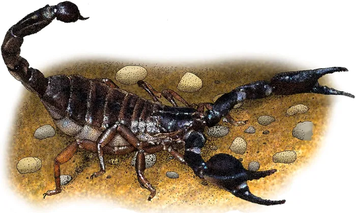 Framed Print : Common black scorpion Framed Print : Common black scorpion