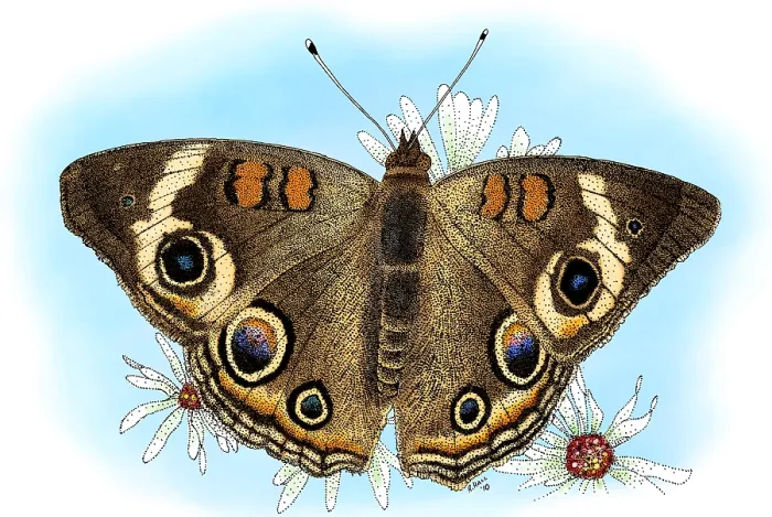 Framed Print : Common Buckeye Butterfly