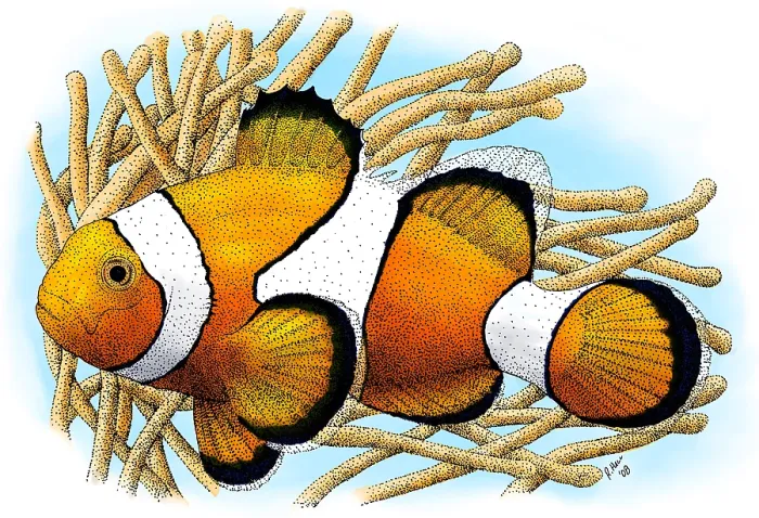 Framed Print : Common Clownfish Framed Print : Common Clownfish
