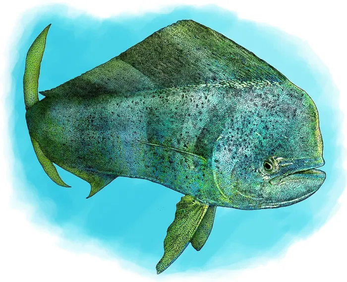 Framed Print : Common Dolphinfish Framed Print : Common Dolphinfish